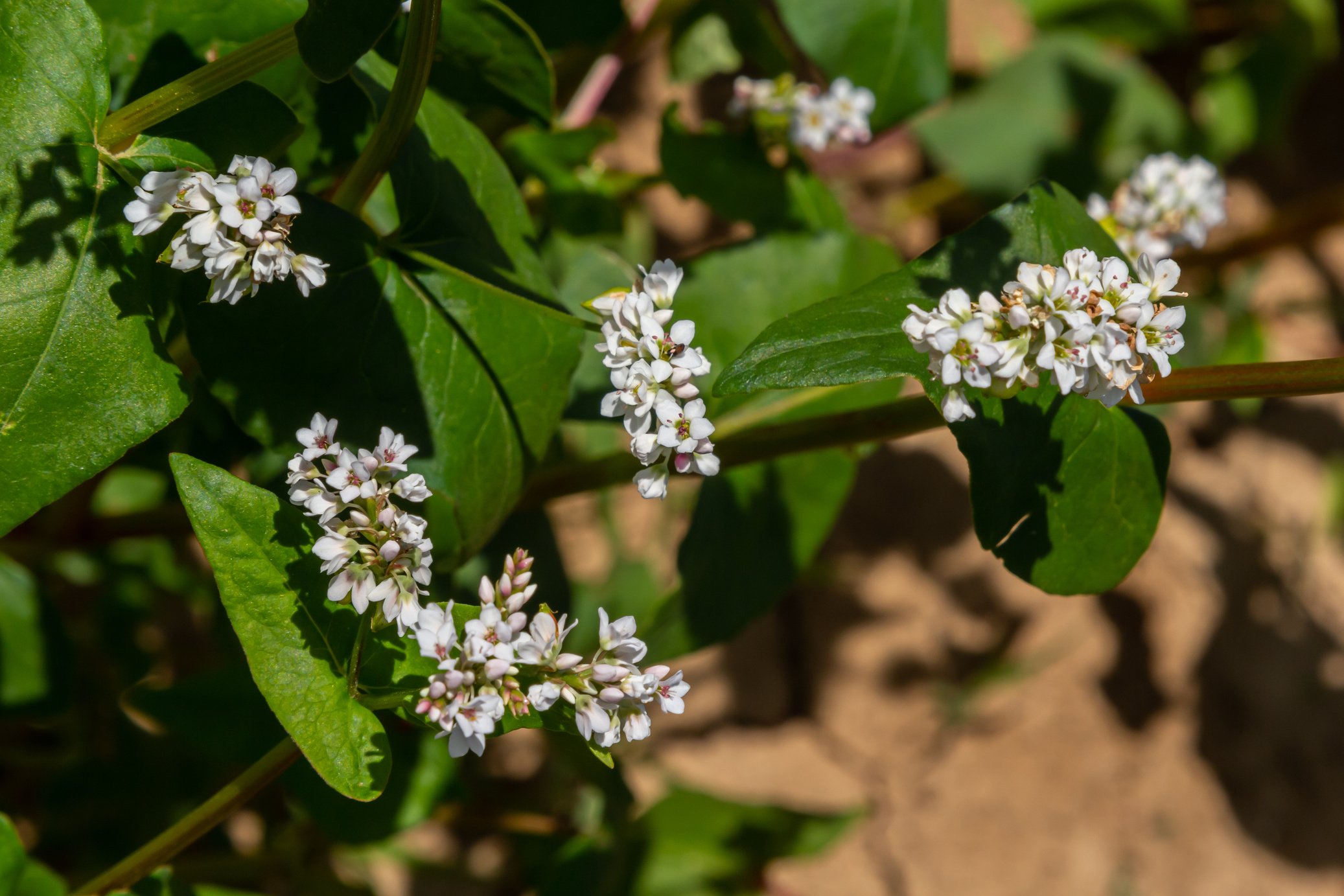 Field of Buckwheat and Close up of Buckwheat Plant. Buckwheat Agriculture