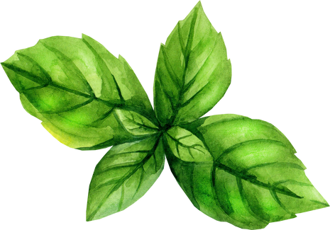 Green basil leaf watercolor